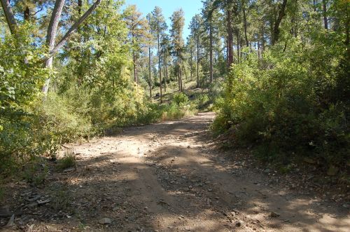 A dirt path winding through a forest with tall trees and lush greenery on either side.