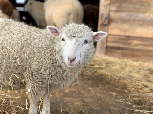 A fluffy sheep stands in a barn, with straw in its wool and a curious expression.