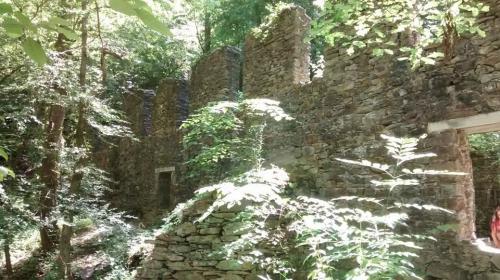 Ruins of a stone structure surrounded by lush greenery and trees in a forested area.