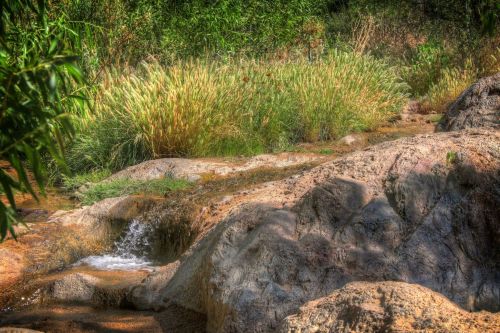 A serene stream flows over rocks, surrounded by lush greenery and tall grasses in a tranquil natural setting.