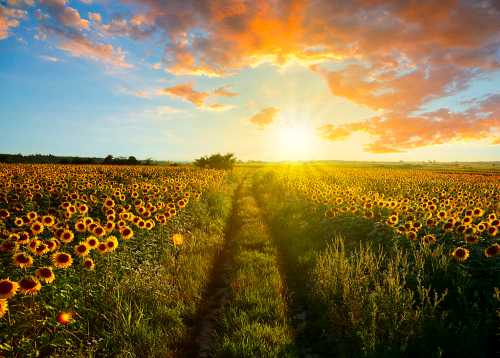 A vibrant sunflower field at sunset, with a path leading through the flowers under a colorful sky.