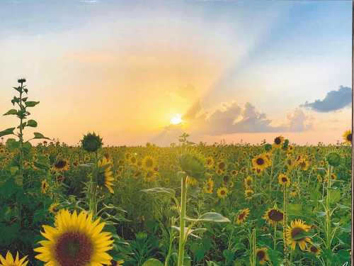 A vibrant sunflower field at sunset, with golden rays illuminating the sky and clouds in the background.