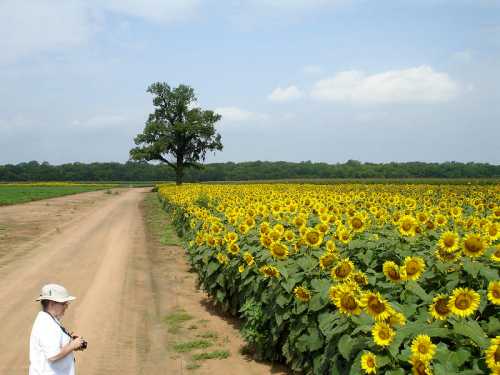 A person stands beside a dirt road, surrounded by vibrant sunflower fields under a blue sky with scattered clouds.