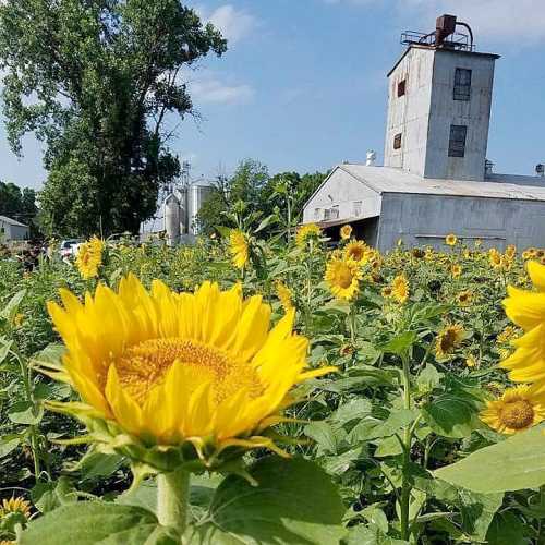 A field of vibrant sunflowers in front of a rustic barn and silo under a blue sky with scattered clouds.