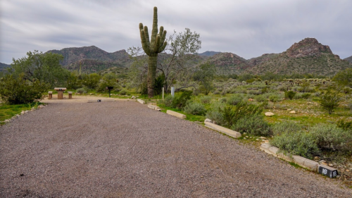 A gravel campsite surrounded by desert vegetation and mountains, featuring a large cactus and picnic tables in the background.