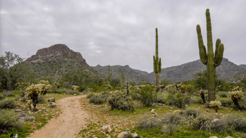 A desert landscape featuring tall cacti, rocky hills, and a winding dirt path under a cloudy sky.