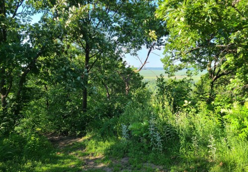 A lush green forest path leads to a scenic view of fields in the distance, framed by trees and foliage.