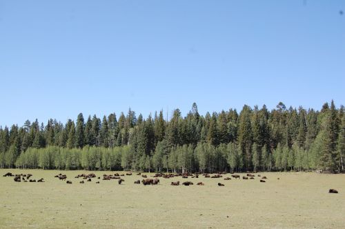 A wide grassy field with numerous bison grazing, surrounded by a dense forest of tall trees under a clear blue sky.