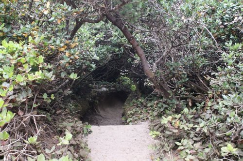 A sandy path leads through dense greenery, creating a natural archway of branches and leaves.