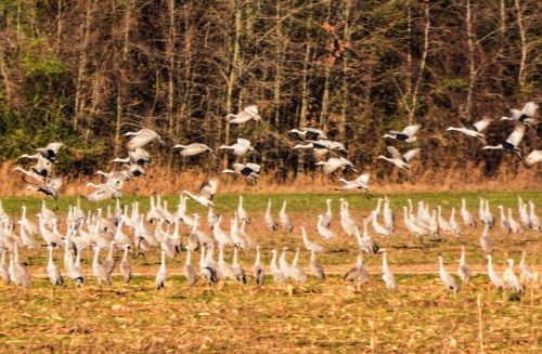 A flock of cranes takes flight over a field, with many more standing on the ground amidst a natural backdrop.