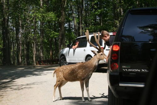 A deer with antlers stands near a parked SUV while two people lean out of another vehicle in a wooded area.