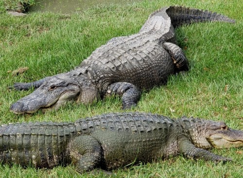 Two alligators resting on green grass near water, showcasing their textured skin and long bodies.