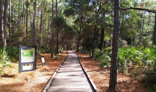 A wooden boardwalk winds through a lush forest with tall trees and greenery on either side.