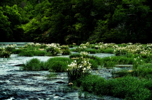 A serene river scene with lush greenery and clusters of white flowers blooming amidst the water.