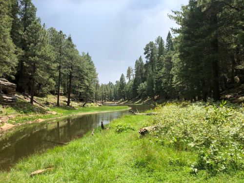 A serene river winding through a lush forest with tall pine trees and green grass along the banks.
