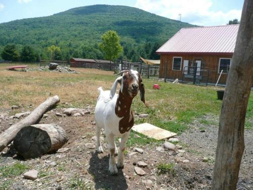 A brown and white goat stands in a grassy field with a mountain and barn in the background on a sunny day.