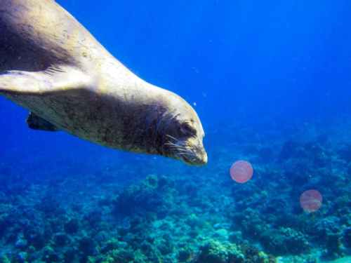 A seal swimming underwater near two jellyfish in a vibrant blue ocean.