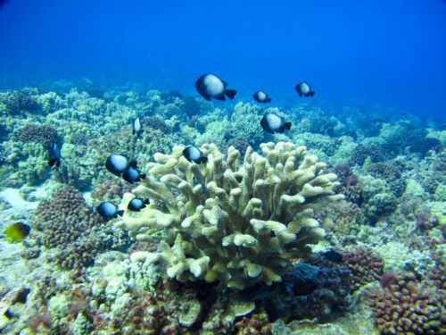 A vibrant underwater scene featuring coral and a school of small fish swimming above it.