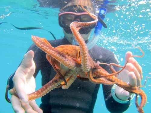 A snorkeler underwater holds an octopus, showcasing its vibrant colors and tentacles against a blue background.