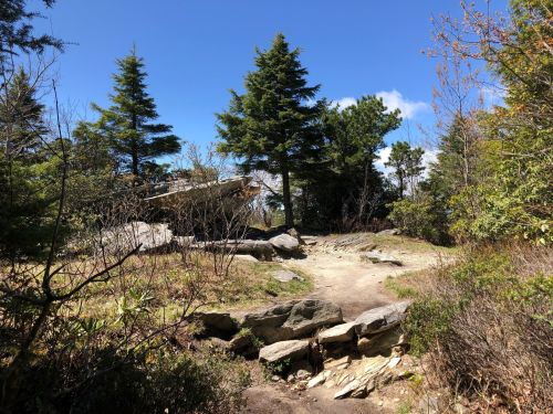 A rocky path leads through a forested area with green trees and a clear blue sky.