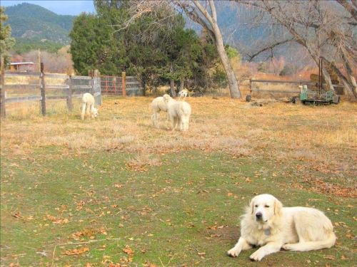 A serene outdoor scene with four fluffy white dogs in a grassy area, surrounded by trees and a rustic fence.