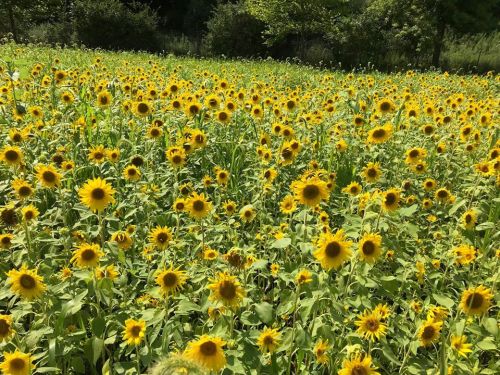 A vibrant field filled with bright yellow sunflowers under a clear blue sky.