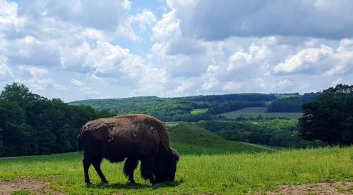 A bison grazes on green grass with rolling hills and a cloudy sky in the background.