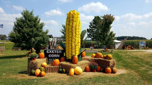 A large corn sculpture surrounded by pumpkins and hay bales at a farm, with trees and a blue sky in the background.