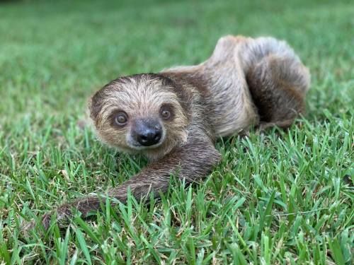 A sloth resting on green grass, looking curiously at the camera with its big eyes and relaxed posture.