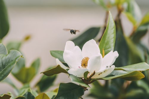 A bee hovers near a white magnolia flower surrounded by green leaves.