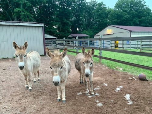 Three donkeys stand in a dirt area near a barn, surrounded by green grass and trees in the background.
