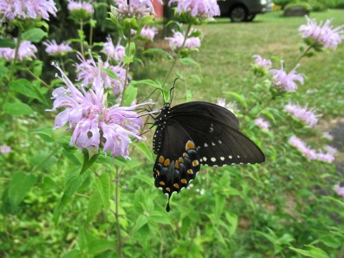 A black butterfly with orange and white spots perched on a light purple flower in a garden setting.