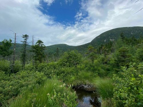 Lush green landscape with hills, trees, and a cloudy sky reflecting a serene natural environment.