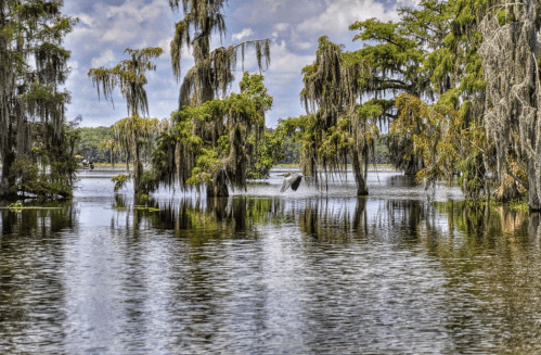 A serene lake scene with cypress trees draped in Spanish moss, reflecting in the calm water under a cloudy sky.