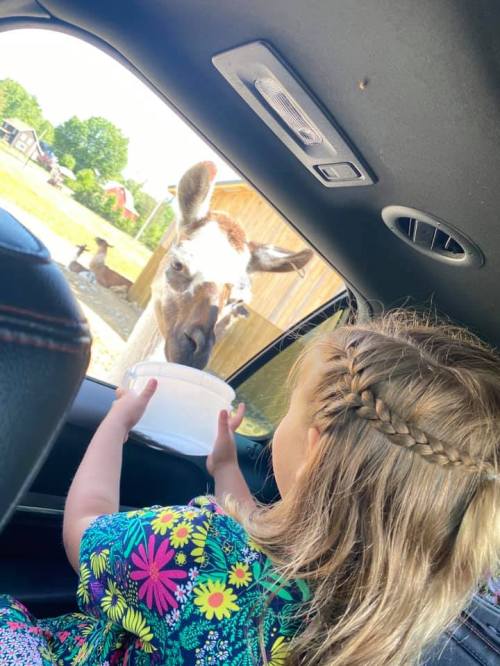 A young girl in a colorful dress holds a bowl out to a curious llama through a car window.
