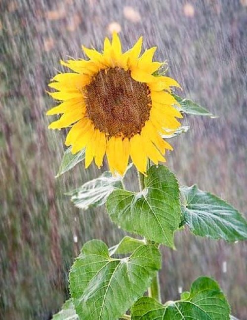 A vibrant sunflower with bright yellow petals stands tall, surrounded by green leaves, as rain gently falls around it.