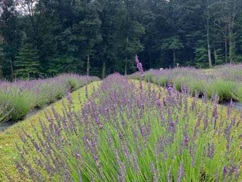 A field of blooming lavender stretches into the distance, surrounded by lush green trees.