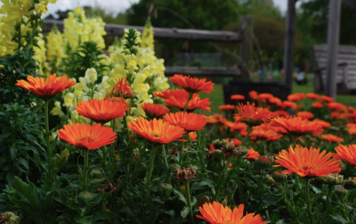 Vibrant orange flowers in a garden, surrounded by yellow blooms and lush green foliage.