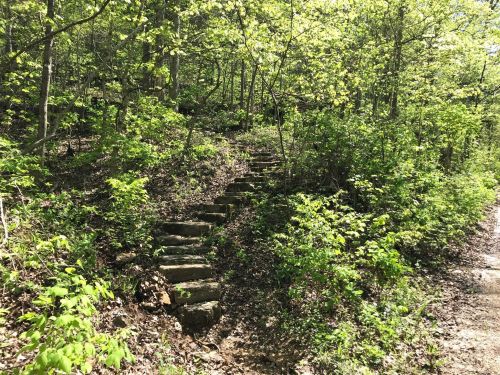 Stone steps lead up through a lush, green forest with sunlight filtering through the leaves.