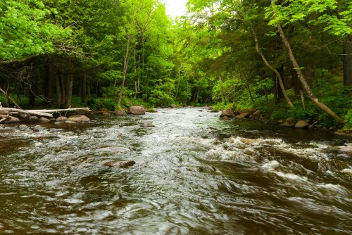 A serene river flows through a lush green forest, surrounded by trees and rocky banks.
