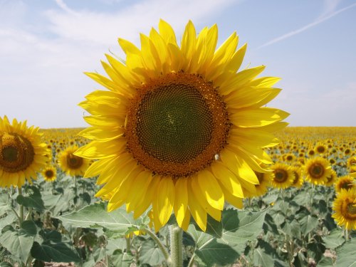 A close-up of a vibrant sunflower in a field, surrounded by many other sunflowers under a blue sky.
