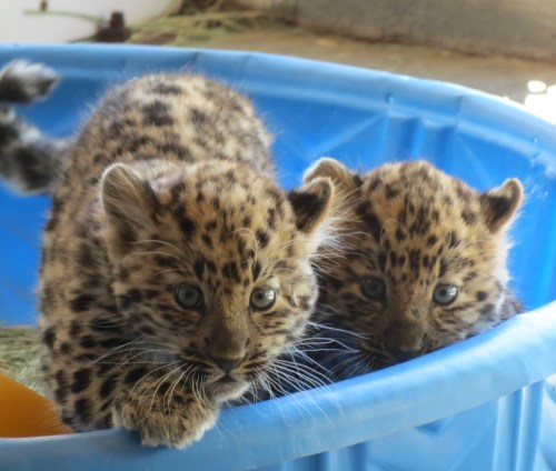 Two playful leopard cubs with spotted fur peeking over the edge of a blue tub.