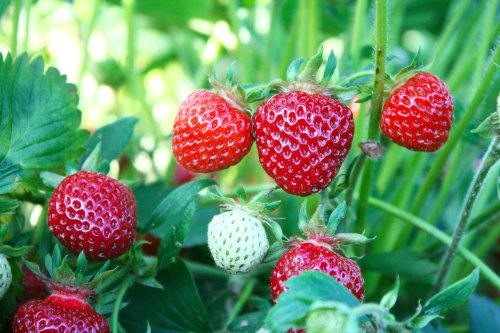 A cluster of ripe red strawberries on green foliage, with one unripe white strawberry nearby.