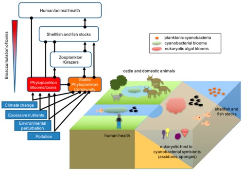 Diagram illustrating the impact of environmental factors on aquatic ecosystems, human health, and animal health through bioaccumulation.