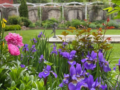 A vibrant garden featuring pink peonies and purple irises, with a stone wall and sculpture in the background.