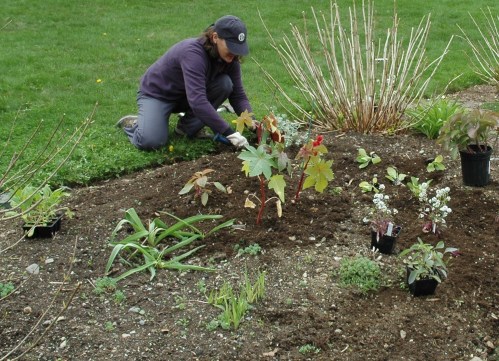 A person kneels in a garden, planting young plants among soil and existing greenery.