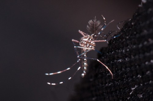 Close-up of a mosquito on a dark surface, showcasing its detailed body and long legs.