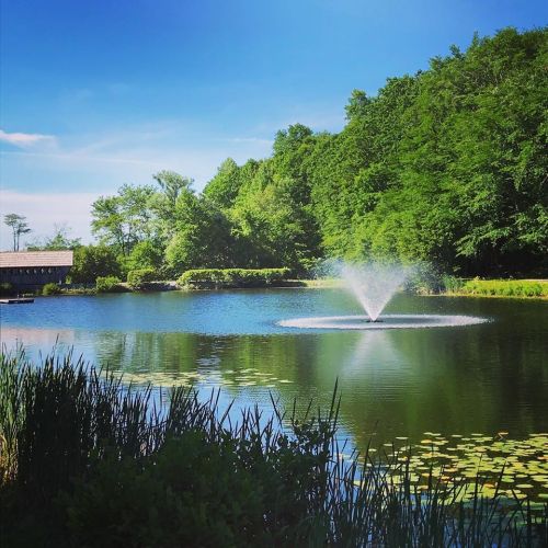 A serene pond surrounded by lush greenery, featuring a fountain spraying water in the center under a clear blue sky.