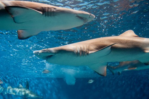 A group of sharks swimming underwater, showcasing their sleek bodies and fins in a clear blue ocean environment.