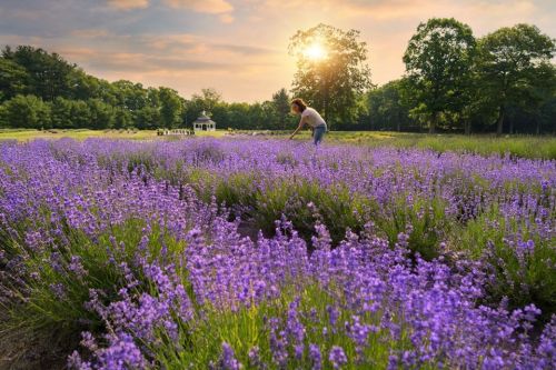 A person tending to a vibrant lavender field at sunset, surrounded by lush greenery and a serene atmosphere.